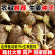 生姜種子山東大姜批發(fā)已發(fā)芽姜苗姜種小生姜種子 1斤 精選發(fā)芽生姜