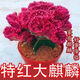 火麒麟玉麒麟鎮(zhèn)旺財(cái)多肉盆栽彩麒麟五指山萬重山仙人掌植物花卉宅 特紅麒麟簡易盆【整體高20cm】 麒麟養(yǎng)護(hù)說明+肥料