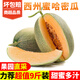 甜果源 山東哈密瓜 曉蜜網(wǎng)紋瓜脆甜密瓜禮盒彩箱裝 新鮮水果整箱包郵 凈重4.5-5斤【中果】