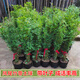 花幽谷叢生鳳尾竹盆栽竹子庭院觀賞植物微型盆景米竹苗室內(nèi)陽臺(tái)四季常青 一叢80棵 1.6-1.8m高 不含盆