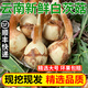 良知農哥 【順豐可選】 云南新鮮大號白茨菇 茨菰慈姑 慈菇 慈菰 健康輕食 5斤大號丨順豐冷鏈