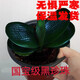 素蜜精品特級君子蘭東北長(cháng)春苗麻臉黑珍珠王寬圓頭短葉和尚帶盆栽含盆 1葉苗(原盆原土) 帶盆栽好