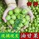 格沃斯（GEWOSI）新鮮采摘青油甘果余甘果牛甘果滇橄欖果油柑酸水 帶箱4.9斤裝