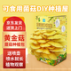 匠心綻放蘑菇種植屋 可食用菌包菌棒菌種新鮮7天長(cháng)成 兒童種植蘑菇套裝 黃金菇 套裝