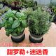 朵芮蜜甜香羅勒九層塔西餐料理可吃香草盆栽新鮮羅勒葉食用食品級香料 甜羅勒+迷迭香（加侖盆）