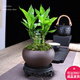 幼薇富貴竹室內(nèi)植物節(jié)節(jié)高桌面綠植帶根好養(yǎng)步步高花卉文昌竹客廳盆栽 富貴竹叢林+紫砂盆+圓形底盤 帶盆栽好