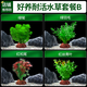 瘋狂水草免種植魚(yú)缸底部水草水植物綠菊綠羽毛紅松尾紅絲青葉源頭直發(fā)包郵
