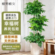 植男植女幸福樹造型綠寶盆栽真綠植客廳室內(nèi)大型綠植辦公喬遷新居源頭直發(fā)