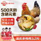 溫氏 供港老母雞凈重3.2斤 富硒農(nóng)家散養(yǎng)走地雞 散養(yǎng)500天以上 冷凍