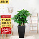 Only you【兩小時(shí)達】發(fā)財樹(shù)搖錢(qián)樹(shù)龜背竹綠蘿盆栽大型植物公司門(mén)口開(kāi)業(yè) 步步高發(fā)財樹(shù)