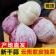 辰實【新干蒜】新鮮紫皮大蒜 云南獨頭蒜三瓣蒜 大蒜農(nóng)家蔬菜臘八蒜 4.5斤（獨頭蒜）個大