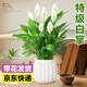 愛優(yōu)尚白掌盆栽花卉植物室內(nèi)防輻射凈化空氣開花桌面小植物源頭直發(fā)