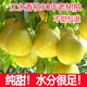 曠古農業(yè)湖南永州香柚 江永沙田柚純甜柚子 新鮮水果 當季生鮮柚子 老樹(shù)純甜沙田柚 29斤 約15-17個(gè)大果【【甄選袋裝】