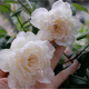四季香隨（SIJIXIANGSUI）大花濃香月季花苗伊芙芳香噴泉月季苗陽(yáng)臺盆栽花園植物玫瑰花卉 貝加爾湖 不含盆