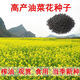 新采油菜花種子觀賞油菜花榨油食用油菜籽油雜交高產(chǎn)耐寒油菜種子 高產(chǎn)油菜種子1斤