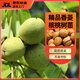 雙盟核桃樹(shù)苗果樹(shù)苗南北方種植香菱山核桃苗地栽薄殼紙皮庭院源頭直發(fā)