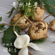 物鮮仙子貴州農(nóng)村特產(chǎn)大果生吃水果貴州地蘿卜涼薯土瓜地瓜白地瓜兒時(shí)味道 3斤 精選中大果