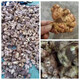 海南特產(chǎn)土姜 黃心姜  月子姜 農(nóng)家姜 老姜 新姜 嫩姜 炒菜煲湯姜 1斤 海南黃心姜