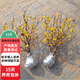 臘梅花樹(shù)苗盆栽植物庭院花園花卉盆景樹(shù)D7 5年原生地栽臘梅苗 不含盆