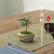 八芽海島羅漢松指尖微型盆栽桌面小綠植迷你拇指好養(yǎng)植物源頭直發(fā)包郵 凌云羅漢松 陶瓷盆-帶盆栽好