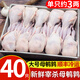 崠鮮 鵪鶉 現殺鵪鶉肉新鮮冷凍白條母鵪鶉 燒烤生鮮 母鵪鶉40只