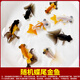 智伴熊 ZIBARBEAR蝶尾金魚鎏金小金魚活觀賞魚小型冷水魚淡水魚好養(yǎng)耐活紅獅魚泰獅 5-7cm隨機蝶尾5條