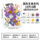 澳顏萊 真樹(shù)葉植物標本干花壓花幼兒園手工貼畫(huà)diy材料包制作書(shū)簽真花朵 干花19片【國色生香系列A款】