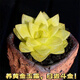 多肉組合盆栽陽(yáng)臺盆栽喜陽(yáng)植物新手福利按圖發(fā)貨品種花卉好養 黃金玉露【5-6厘米】塑料盆栽好