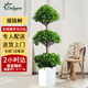 Only you【兩小時(shí)達】發(fā)財樹(shù)大型綠植花卉室內客廳辦公室開(kāi)業(yè)開(kāi)業(yè)喬遷送禮 搖錢(qián)樹(shù)