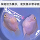 甄夢(mèng)漁野可繁殖組熱帶觀(guān)賞魚(yú)白金寶藍迷你鸚鵡魚(yú)種魚(yú)一對公母淡水卵生配對 稀有大胭脂粉一公一母2只5-6cm