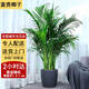 Only you【兩小時(shí)達】發(fā)財樹(shù)金錢(qián)樹(shù)散尾葵天堂鳥(niǎo)福祿桐室內盆栽開(kāi)業(yè)喬遷 富貴椰子
