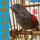 苗家金雀雀黃豆鳥(niǎo)食黃騰鳥(niǎo)飼料斗鳥(niǎo)打彩提性專(zhuān)用面食粉料 1瓶500g