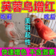芙蓉鳥(niǎo)增紅專(zhuān)用增色劑麻料玉鳥(niǎo)辣椒紅顛頦用進(jìn)口劑鳥(niǎo)食鳥(niǎo)類(lèi)通用藥 一瓶裝20g【不含激素】