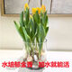 中夢  郁金香種球水培重瓣室內(nèi)花好活土養(yǎng)陽臺盆栽植物花種 5個郁金香種球/混色