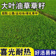 草坪種子大葉油草種子地毯草種子巴西地毯草耐熱抗旱固土護坡 大葉油草500克