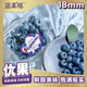 【預售 2025年11月頭茬果】藍高恬藍莓 125g*4 15mm及以上大果 18mm 4盒共500g（不含紙盒發(fā)貨）