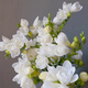 花行榜進(jìn)口種球重瓣小蒼蘭好養觀(guān)花卉盆栽植物 香雪蘭白色 5球源頭直發(fā)