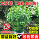 京悠雨羅勒葉九層塔盆栽可食用大苗金不換香草調(diào)料綠植物紫蘇迷迭香薄荷 九層塔(又名金不換羅勒葉)25厘米 原盆 含盆