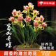 劉閣蘭花現(xiàn)帶超多花芽建蘭 富山奇蝶 奇花濃香四季蘭庭院盆栽綠植花卉 富山奇蝶2苗連體 配簡易盆土肥