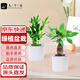 九千谷觀音富貴竹發(fā)財(cái)樹綠植盆栽辦公室桌面植物花卉小盆景源頭直發(fā)