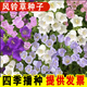 鑫意風(fēng)鈴草種子混色多年生低矮花卉室內陽(yáng)臺盆栽易活花卉種子觀(guān)賞花籽 混色風(fēng)鈴草種子2000粒+肥料1包