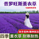 鑫意薰衣草種子多年生耐寒耐高溫香草花卉盆栽四季種易活種籽花卉種子 普羅旺斯薰衣草1500粒+肥料1包