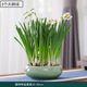 Only you【2小時(shí)達】水仙花水培植物洋水仙花卉綠植盆栽室內母親節 水仙（3個(gè)大球，瓷盆隨機）