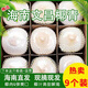 海島果甜【新鮮現(xiàn)摘】海南椰青 現(xiàn)摘新鮮 新鮮椰子水果孕婦補(bǔ)羊水椰子雞 順豐快遞9個(gè)裝（送貨上門）