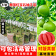 芥圃柚子苗好品種 官方旗艦 嫁接柚子樹(shù)苗果樹(shù)苗南北方大樹(shù)南方栽果苗 泰國紅寶石柚嫁接苗【帶土帶葉】 2年苗 高度：40-60公分