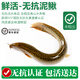 太湖?！緹o(wú)抗 鮮活泥鰍】淡水魚(yú)類(lèi)生鮮活體墮龍 可藥食材 大泥鰍1斤（約20-40條）