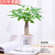 雅卉 大綠植發(fā)財樹(shù)盆栽梔子花大型植物室內辦公室客廳商場(chǎng)開(kāi)業(yè)喬遷 發(fā)財樹(shù)+水培盆 含盆