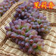 茉莉香葡萄苗新品種當年結果無(wú)籽葡萄樹(shù)苗南方北方種植盆栽地栽苗 5年苗結果多
