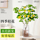 壹植水培四季桂花中式吊鐘綠植鮮切花水養(yǎng)花卉室內(nèi)濃香型樹苗盆栽植物 水培桂花30-40cm單植物2棵+養(yǎng)液