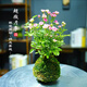 艾瑩超微水培姬月季四季開(kāi)花卉陽(yáng)臺桌面迷你小盆栽水中美人苔蘚球植物 粉色超微姬月季苔蘚球1盆